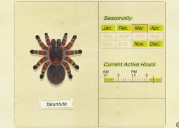 How To Get 8000 Bells in Animal Crossing New Horizons By Catching Trantula