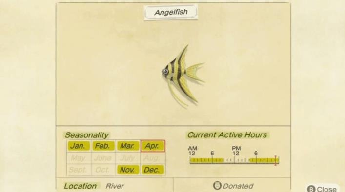 Angelfish-Animal-Crossing-New-Horizons