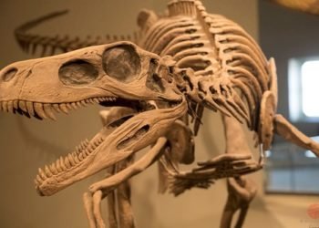 Unearthing of Titanosaur; A new chapter from the Jurassic era