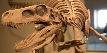 Unearthing of Titanosaur; A new chapter from the Jurassic era