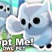 Snowy owl Adopt me