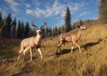 The hunter of the wild best species