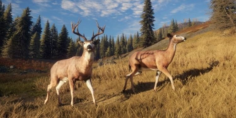 The hunter of the wild best species