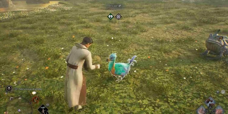 Hogwarts Legacy How To TameCatch Magical Beasts & Pets