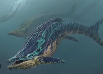 Ark Survival Ascended Shastasaurus Spawn Command